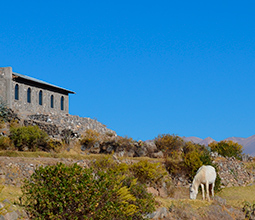 White horse in the Colca Valley
